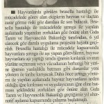 Brusella aşısında devrim !